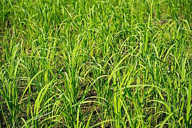 《塞尔达传说：王国之泪》在MTC遭到差评轰炸